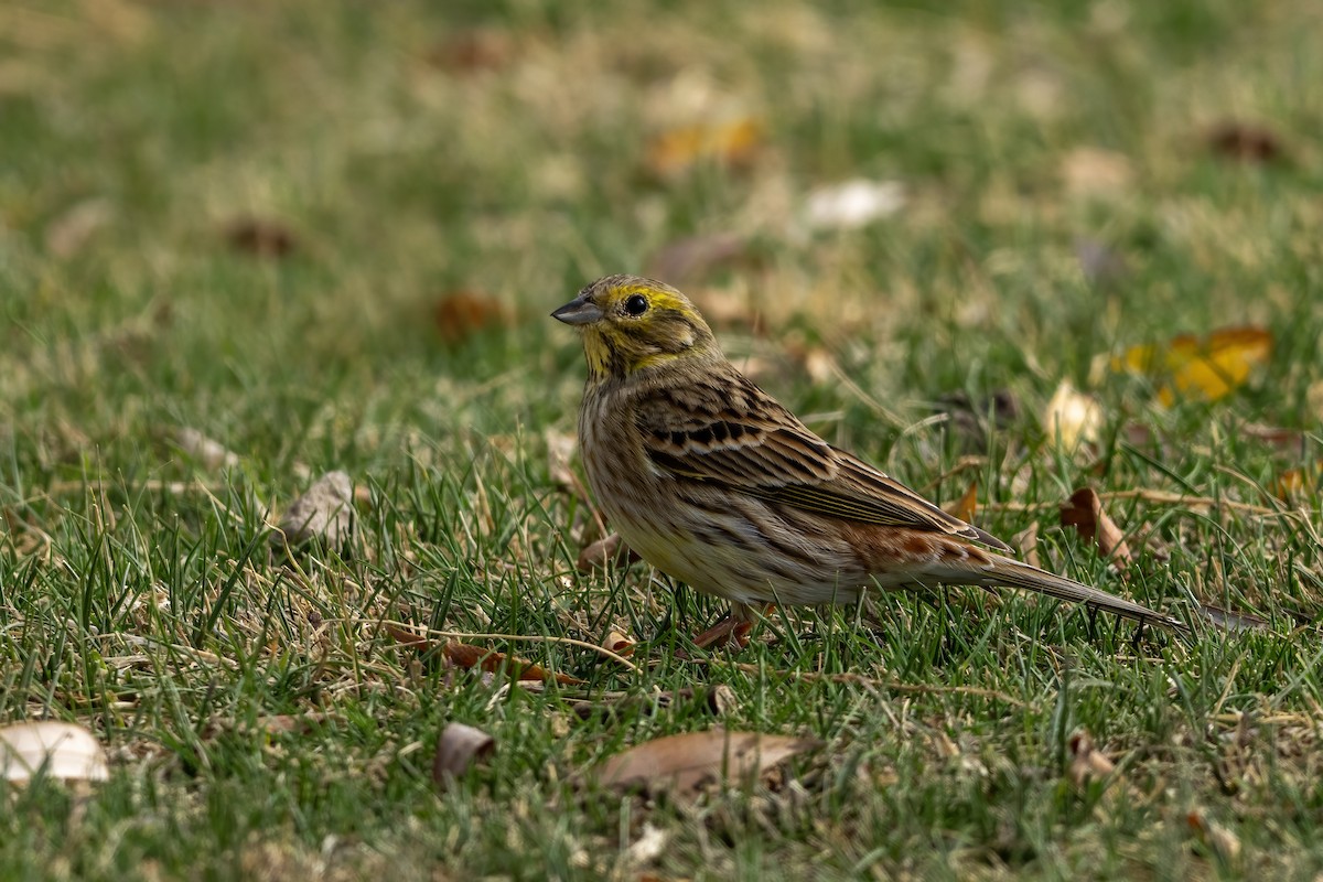 Yellowhammer - ML644877437