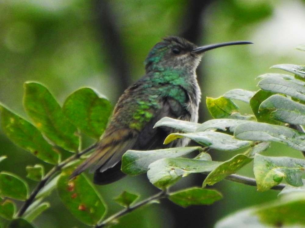 Golden-tailed Sapphire - ML644877454