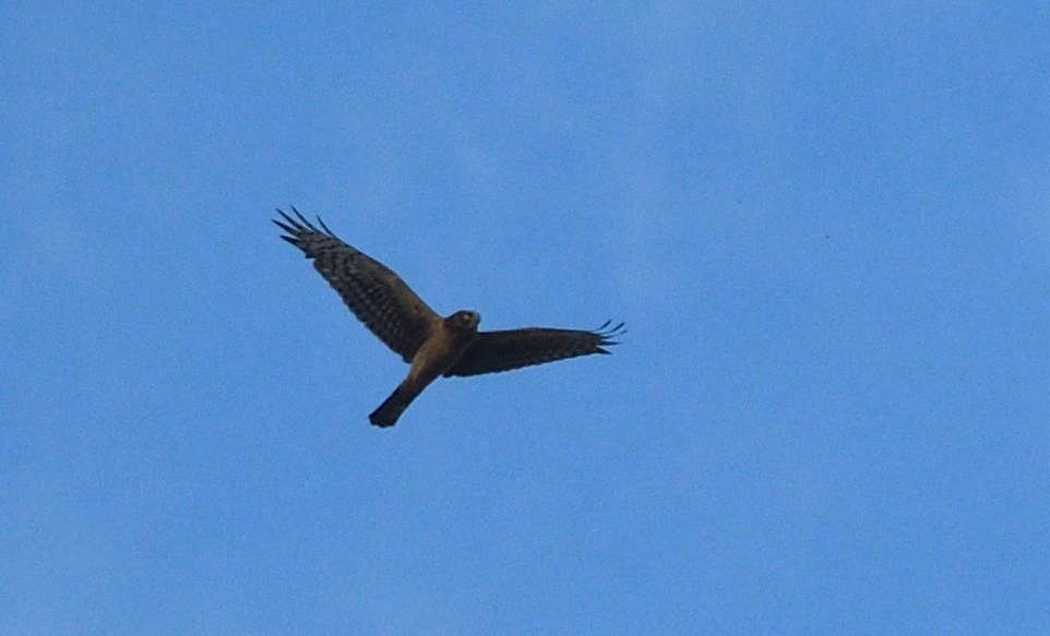 moták severoamerický - ML644877493