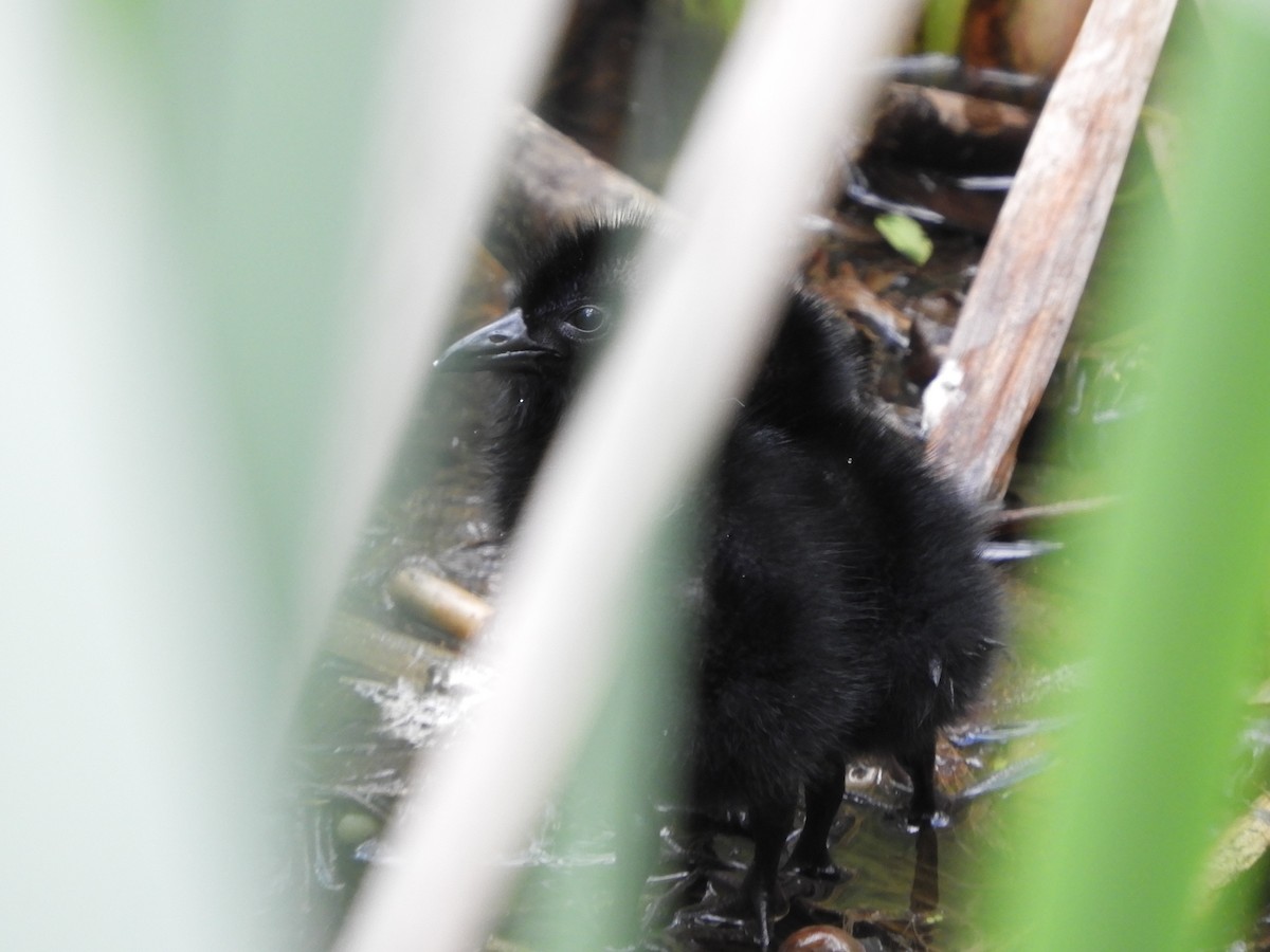 Spotted Rail - ML644877498