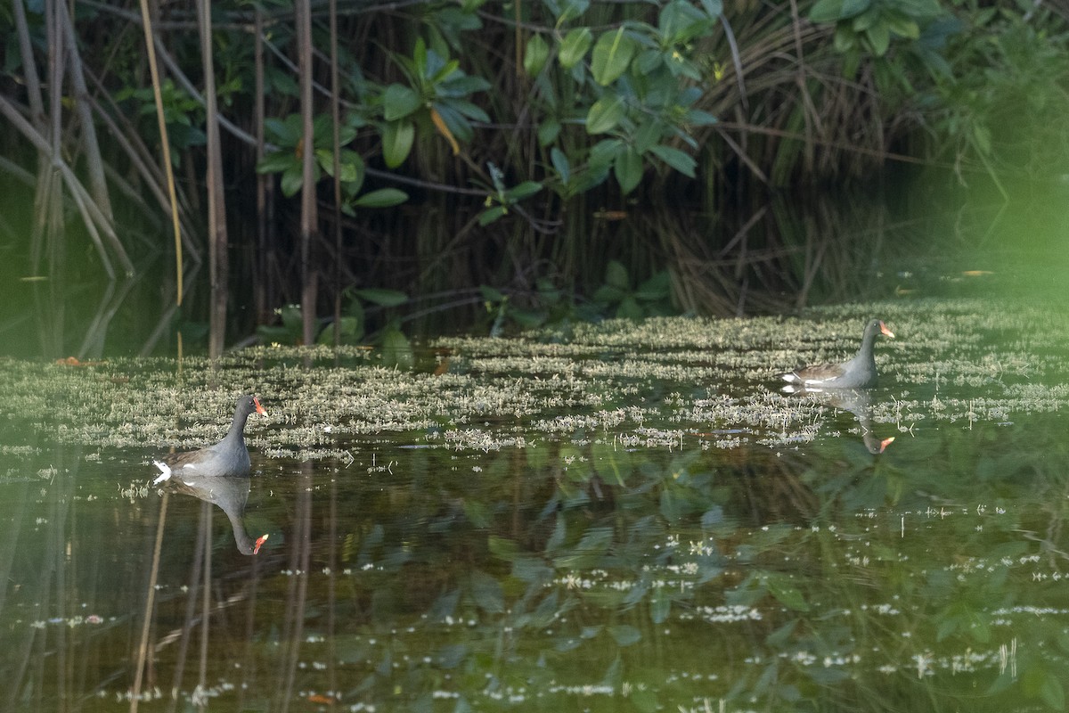 Common Gallinule - ML644877544
