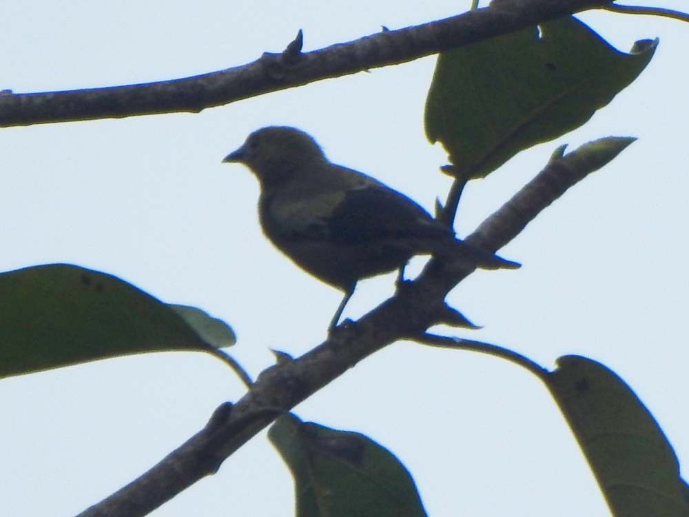 Tangara des palmiers - ML644877555