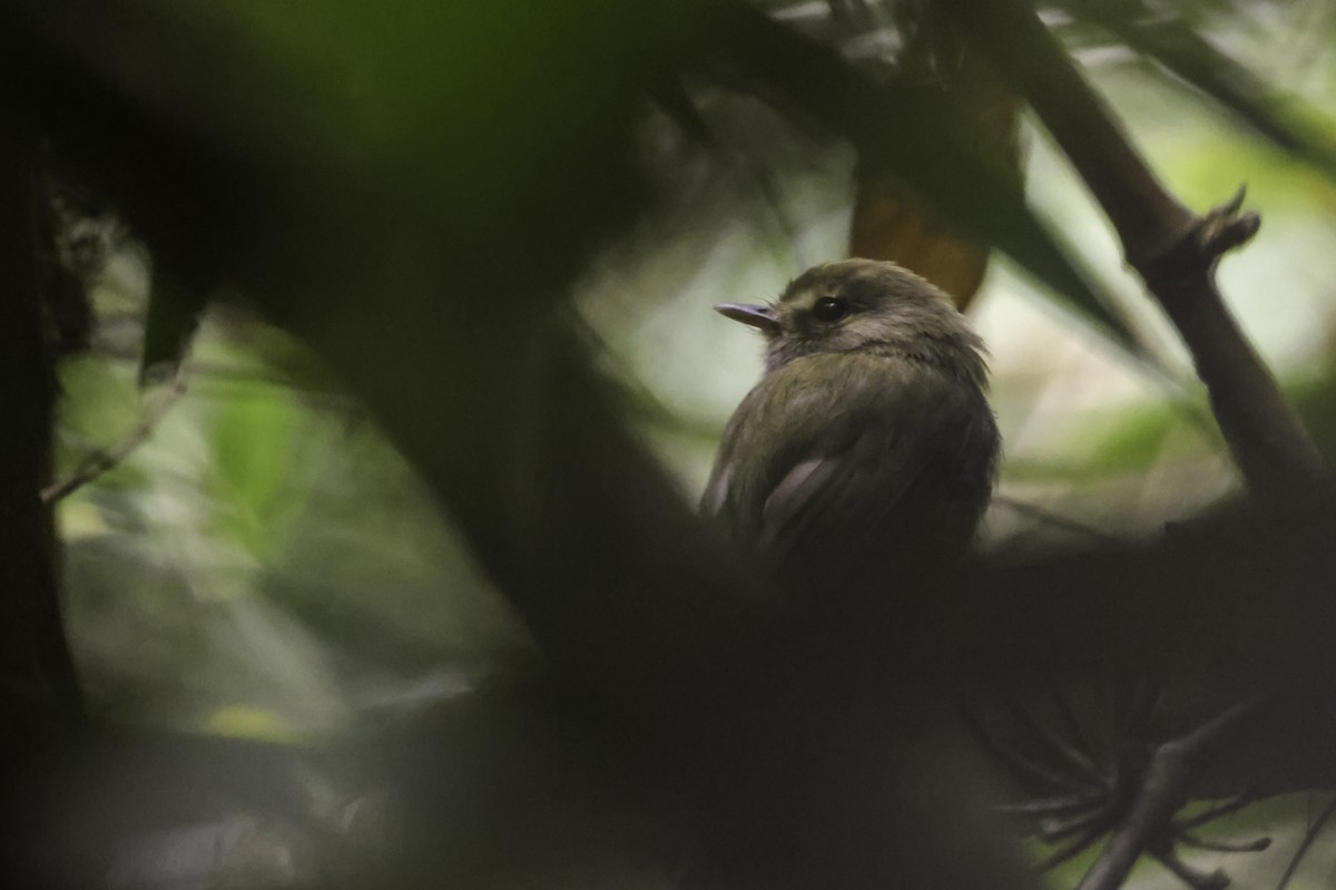 Todirostre à poitrine ombrée - ML644877564