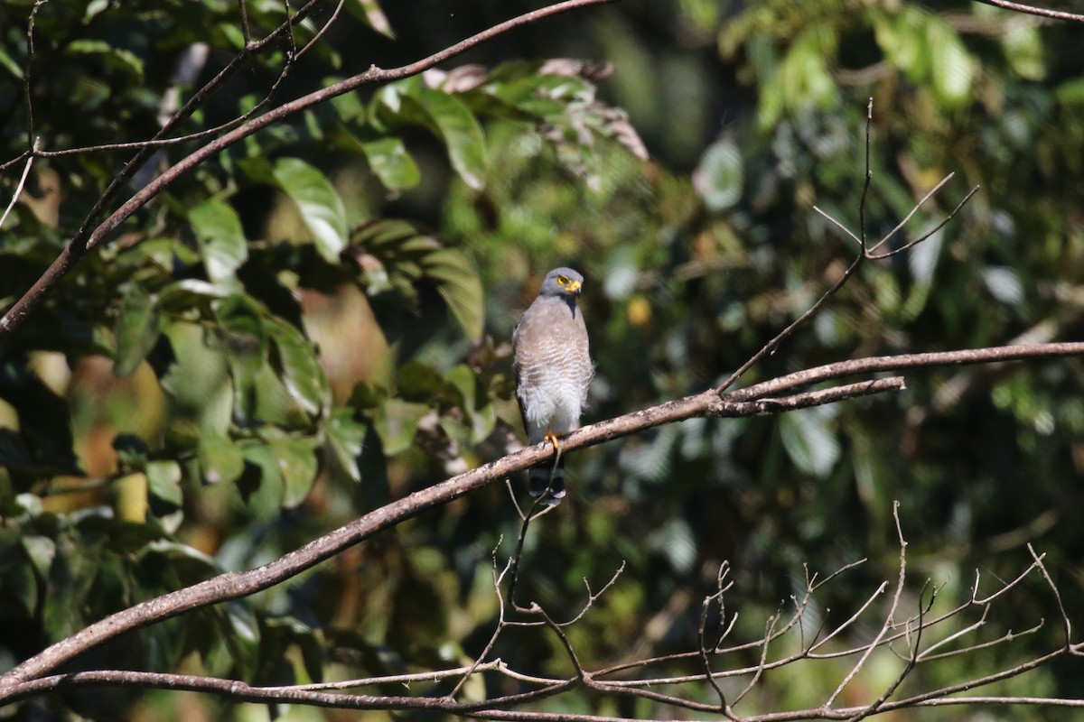 Roadside Hawk - ML644877565