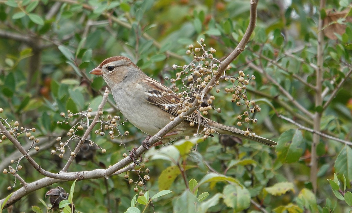 White-crowned Sparrow - ML644877570