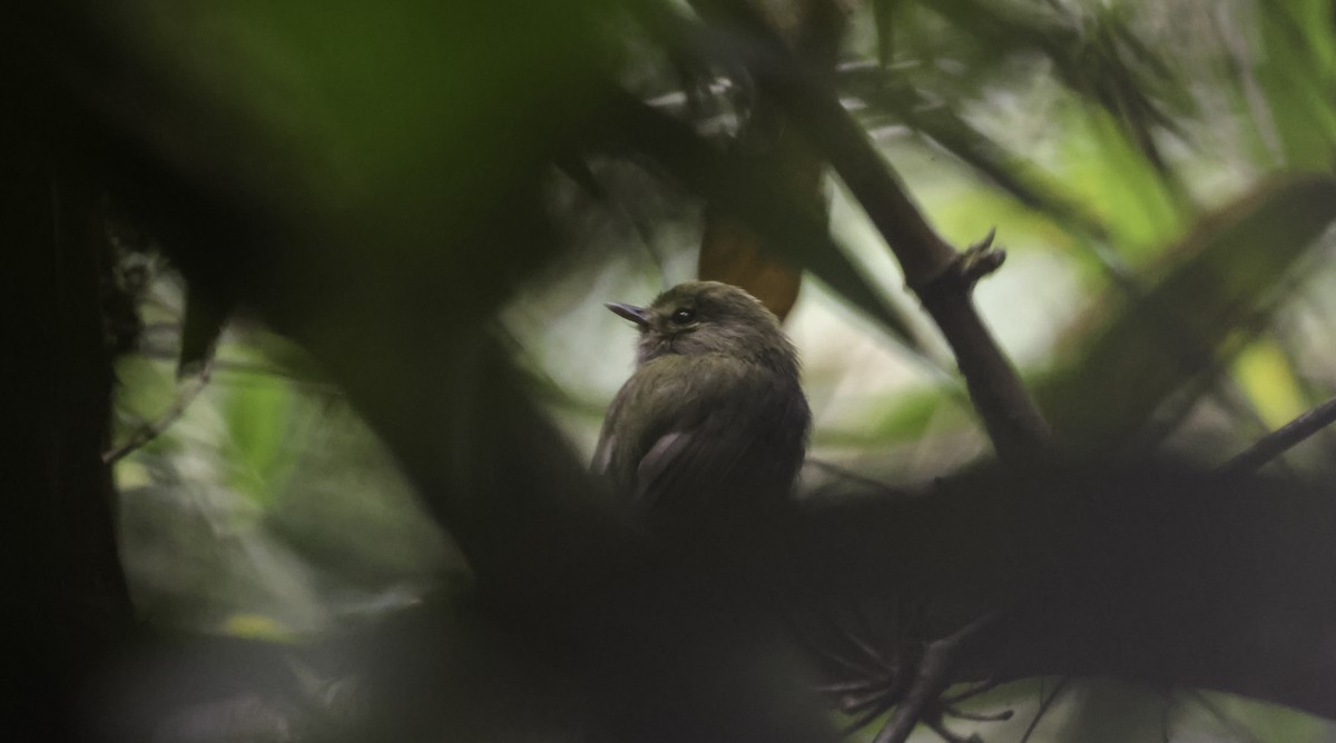 Todirostre à poitrine ombrée - ML644877576