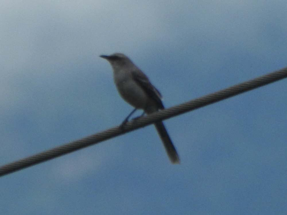 Tropikal Taklitçi - ML644877584