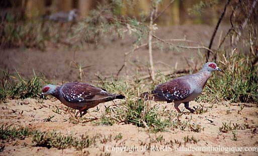 Speckled Pigeon - ML644877594