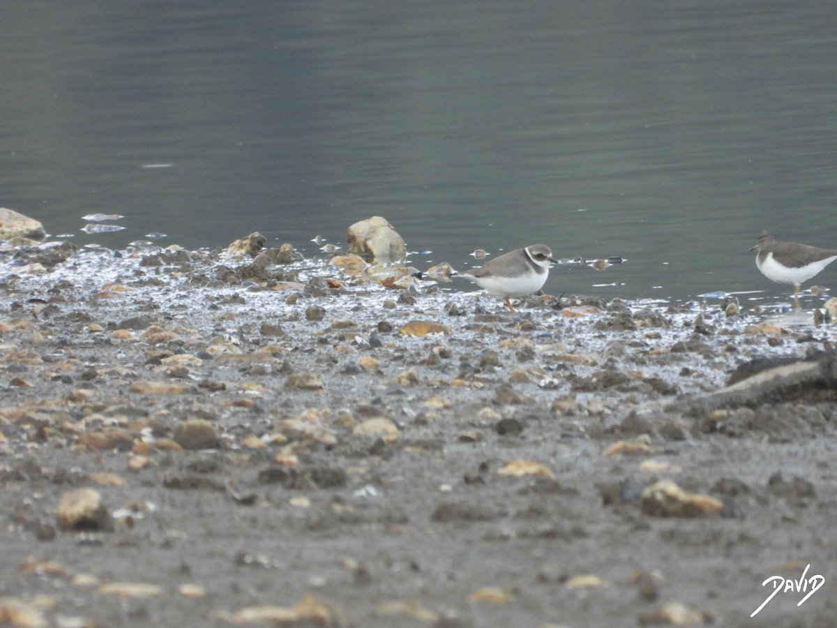 Галстучник - ML644877597