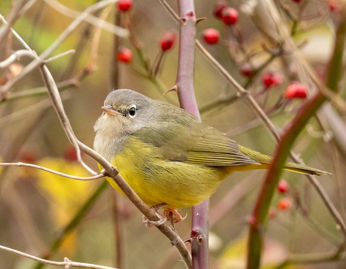 MacGillivray's Warbler - ML644877599