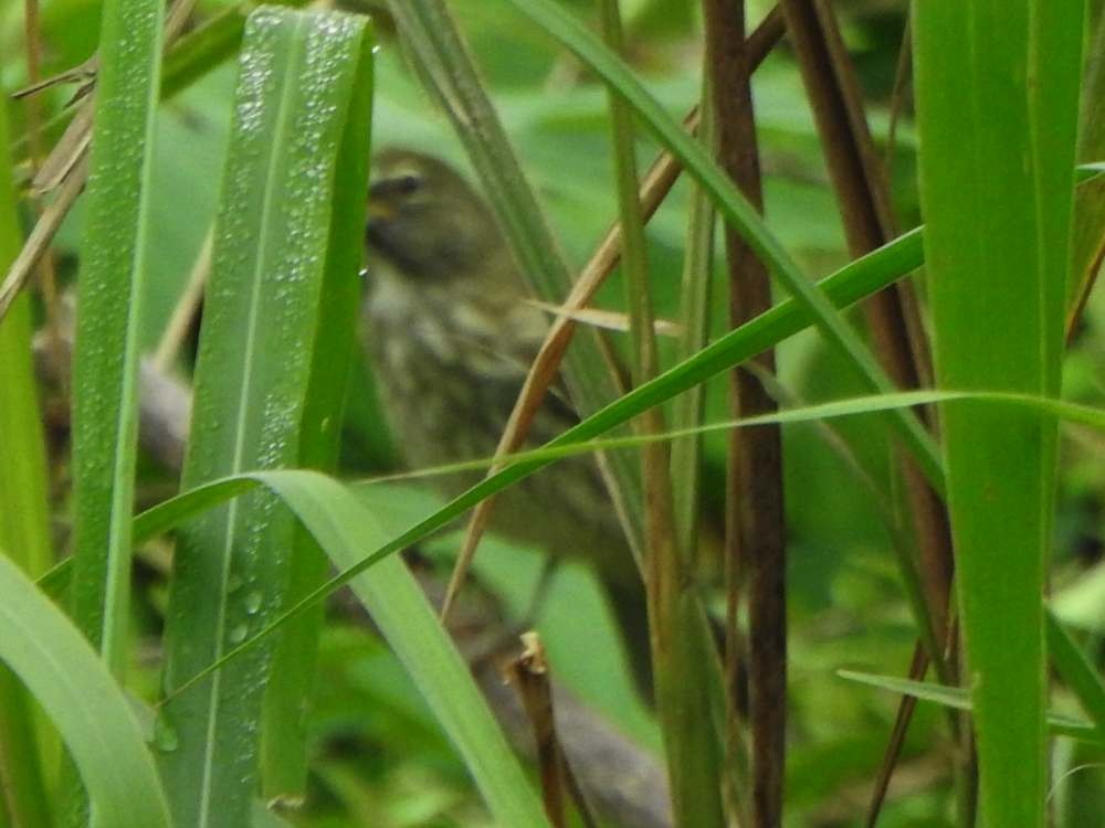 Пёстрый сальтатор - ML644877600