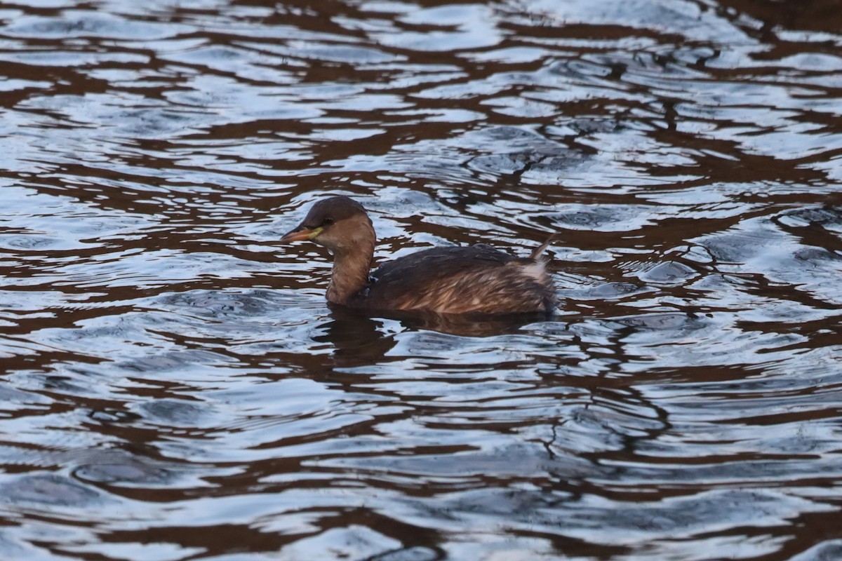 Малая поганка - ML644877602