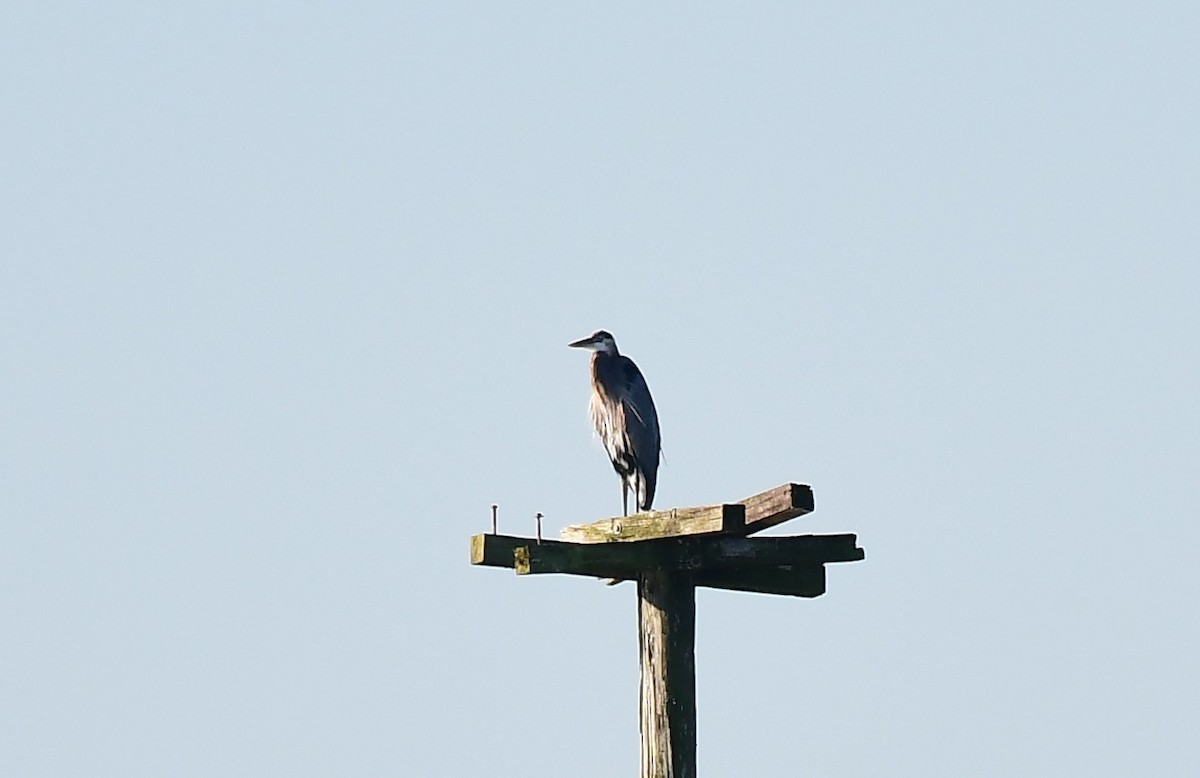 Большая голубая цапля - ML644877603