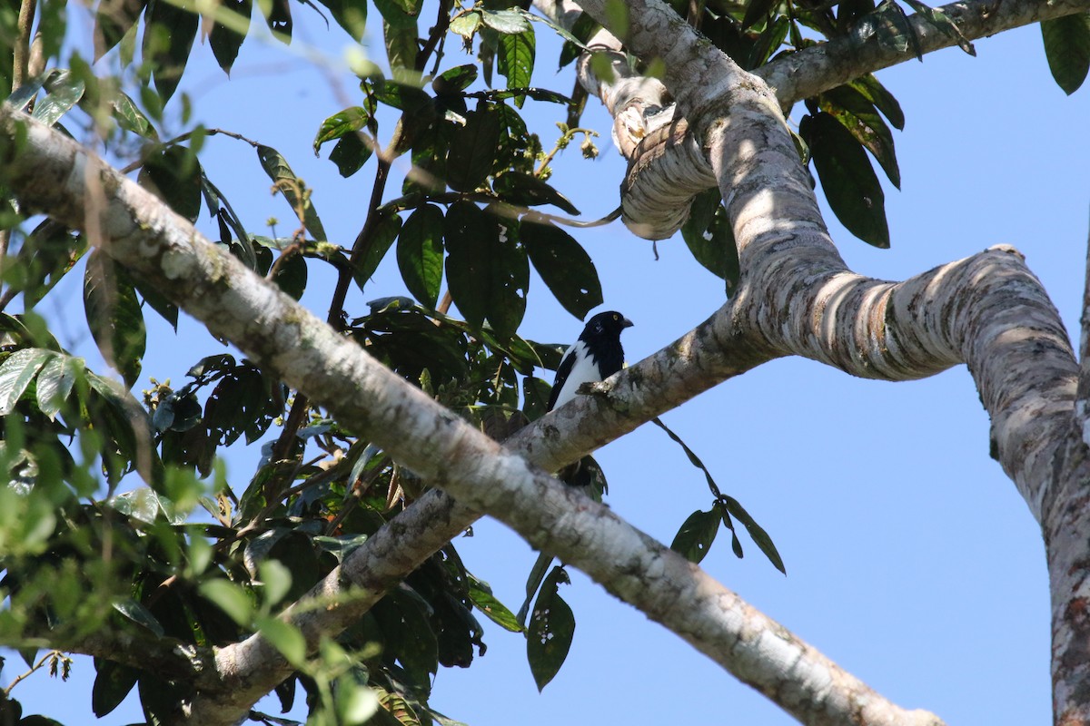 Сорочья танагра - ML644877604