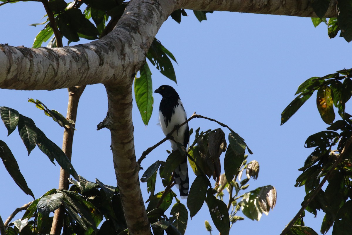 Сорочья танагра - ML644877605