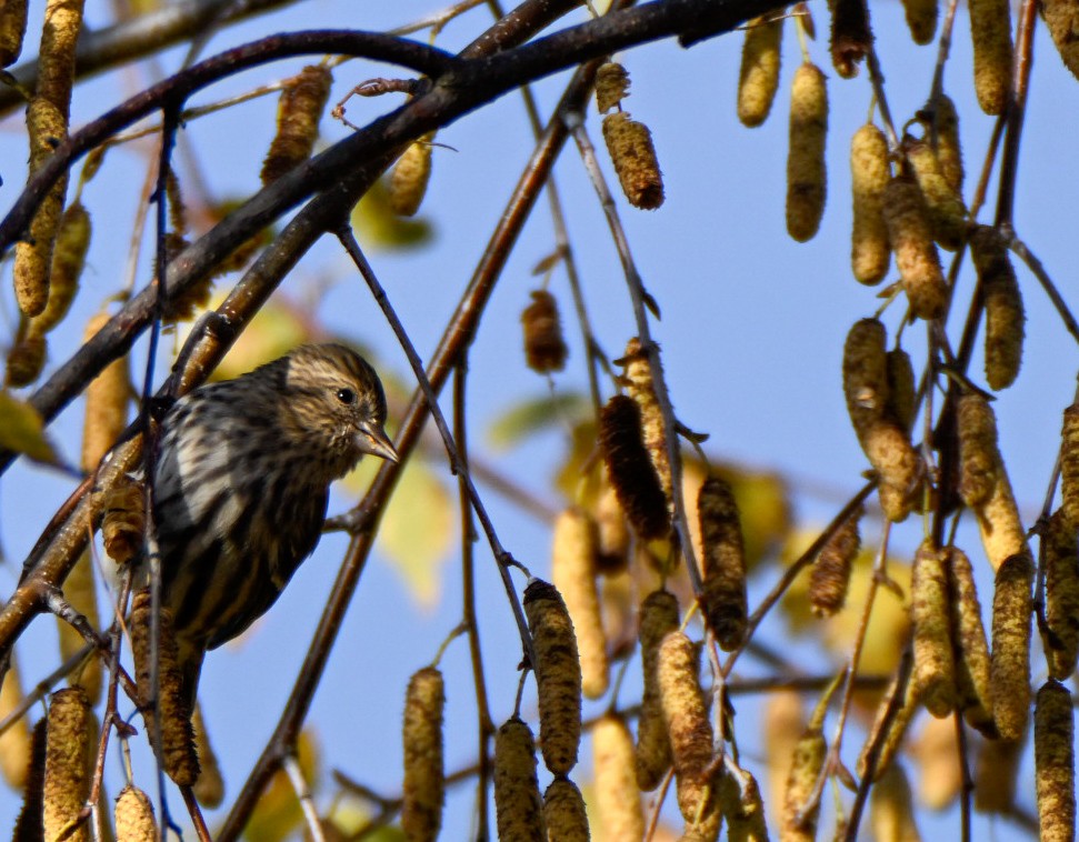 Сосновый чиж - ML644877606