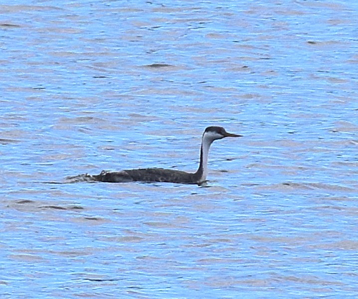 Западная поганка - ML644877607