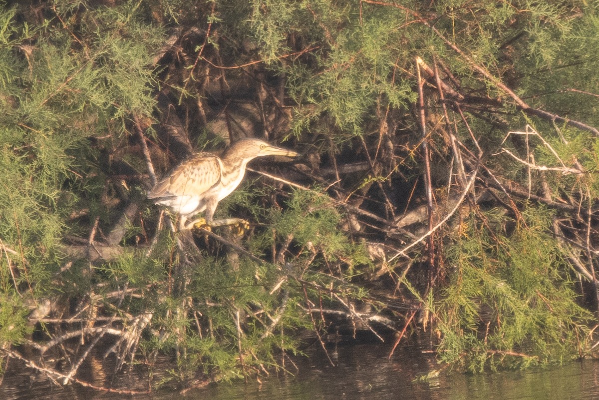 Волчок - ML644877611