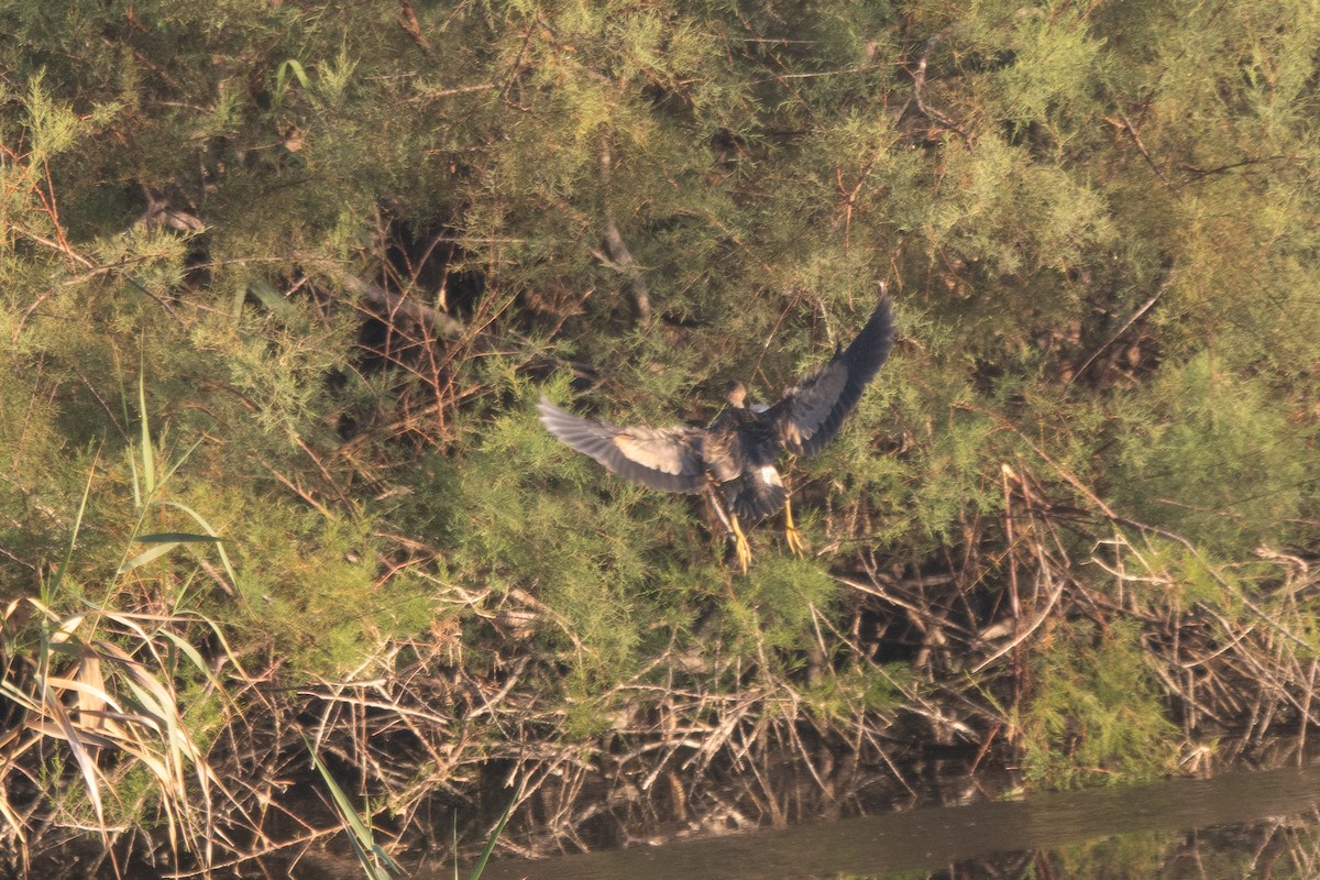 Волчок - ML644877613