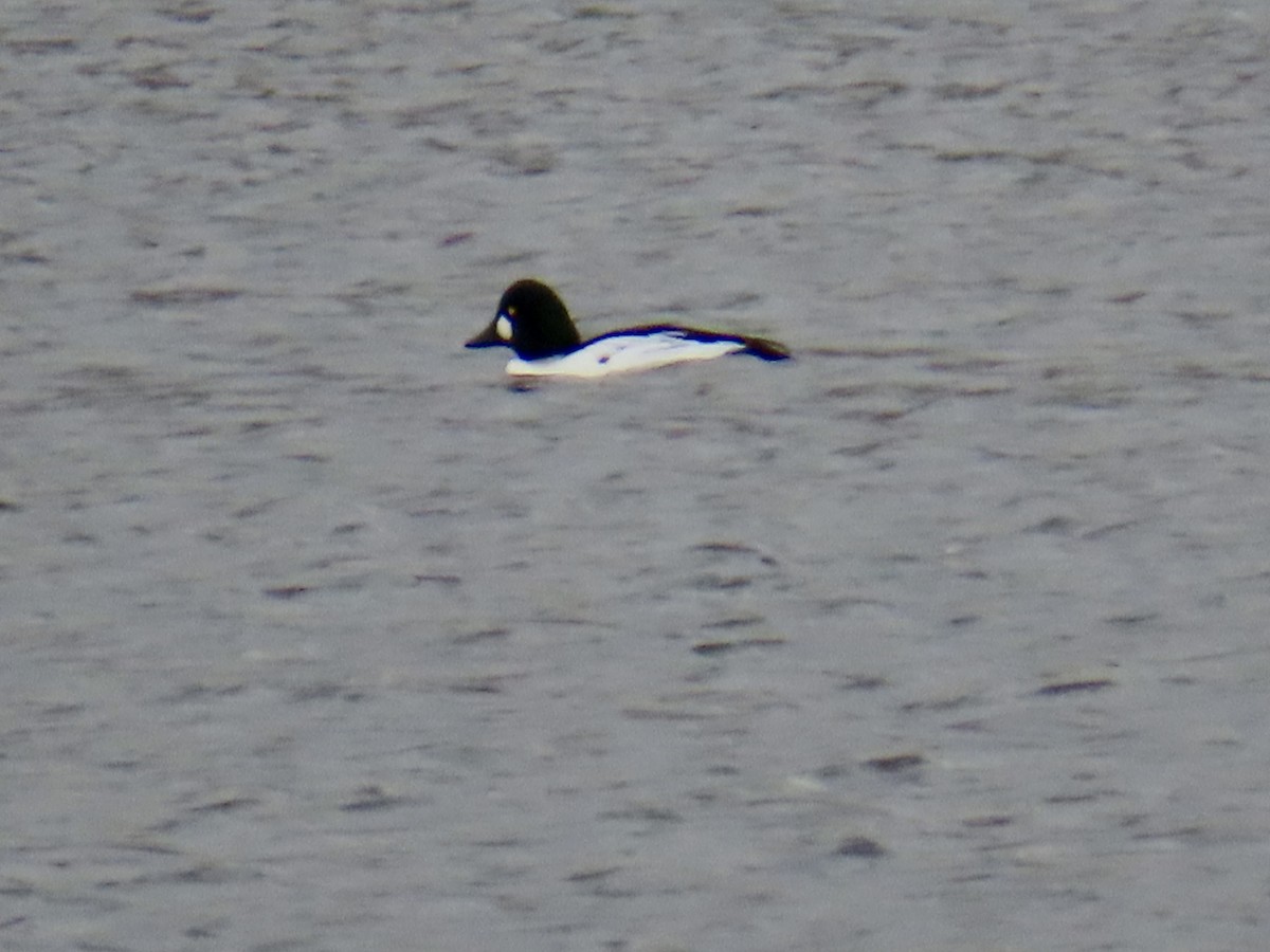 Гоголь - ML644877614