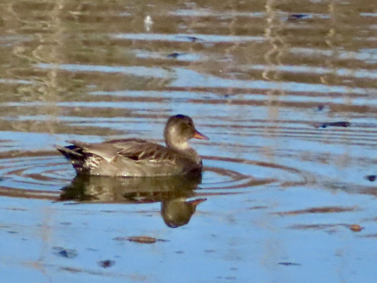 Серая утка - ML644877615