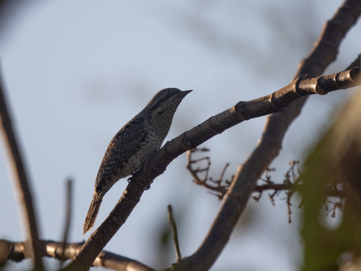 Вертишейка - ML644877618