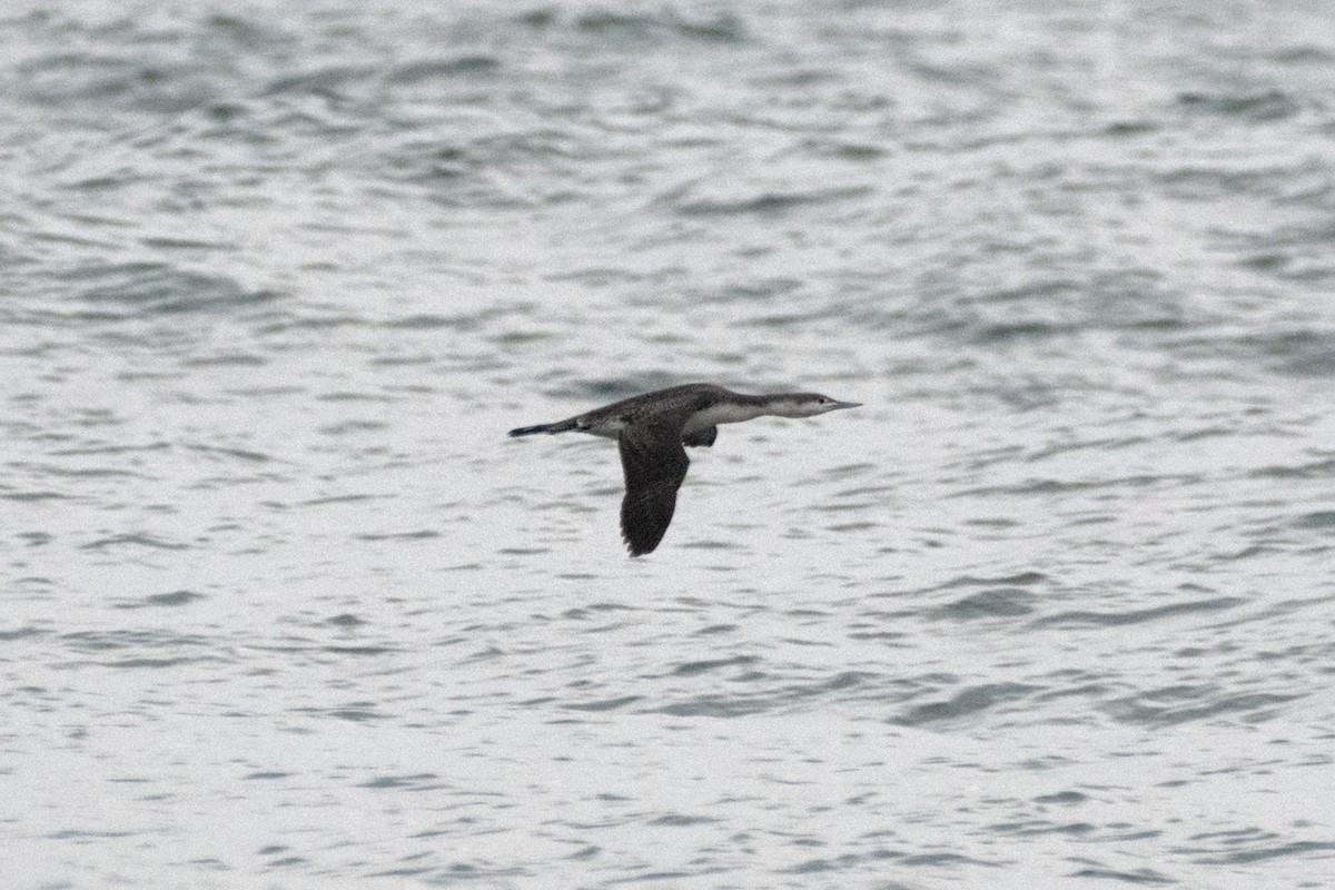 Краснозобая гагара - ML644877622