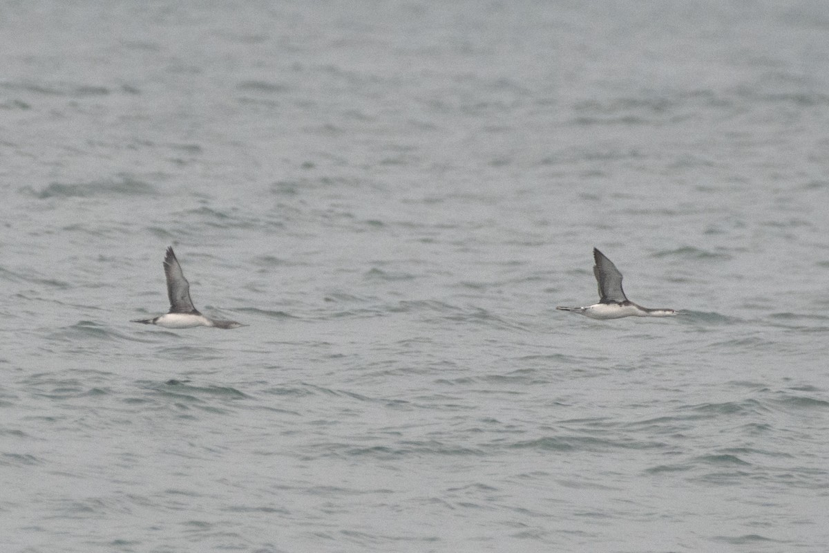 Краснозобая гагара - ML644877623