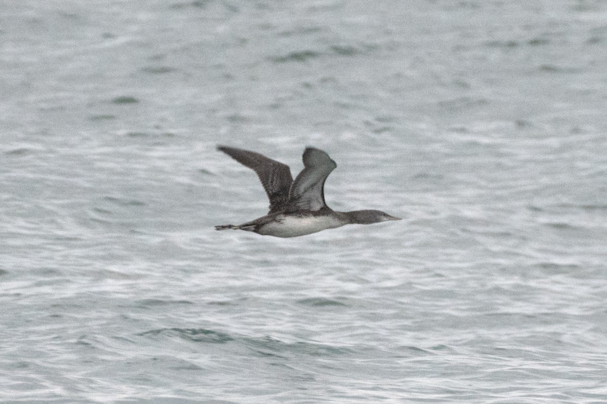 Краснозобая гагара - ML644877624