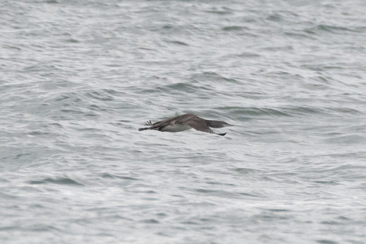 Краснозобая гагара - ML644877625