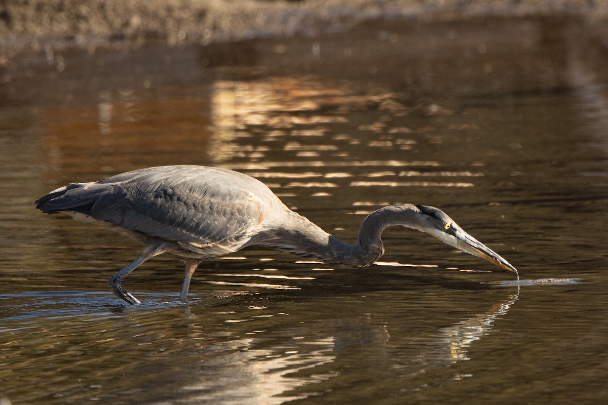 Большая голубая цапля - ML644877626