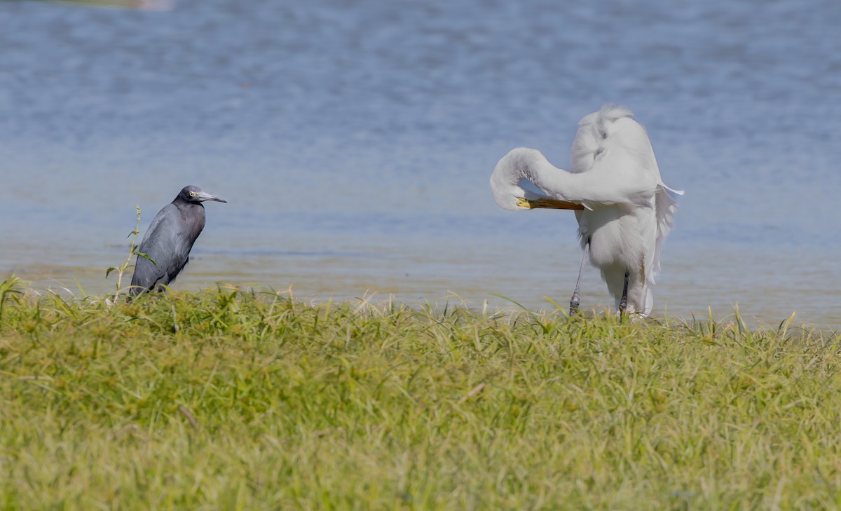 Большая белая цапля - ML644877627