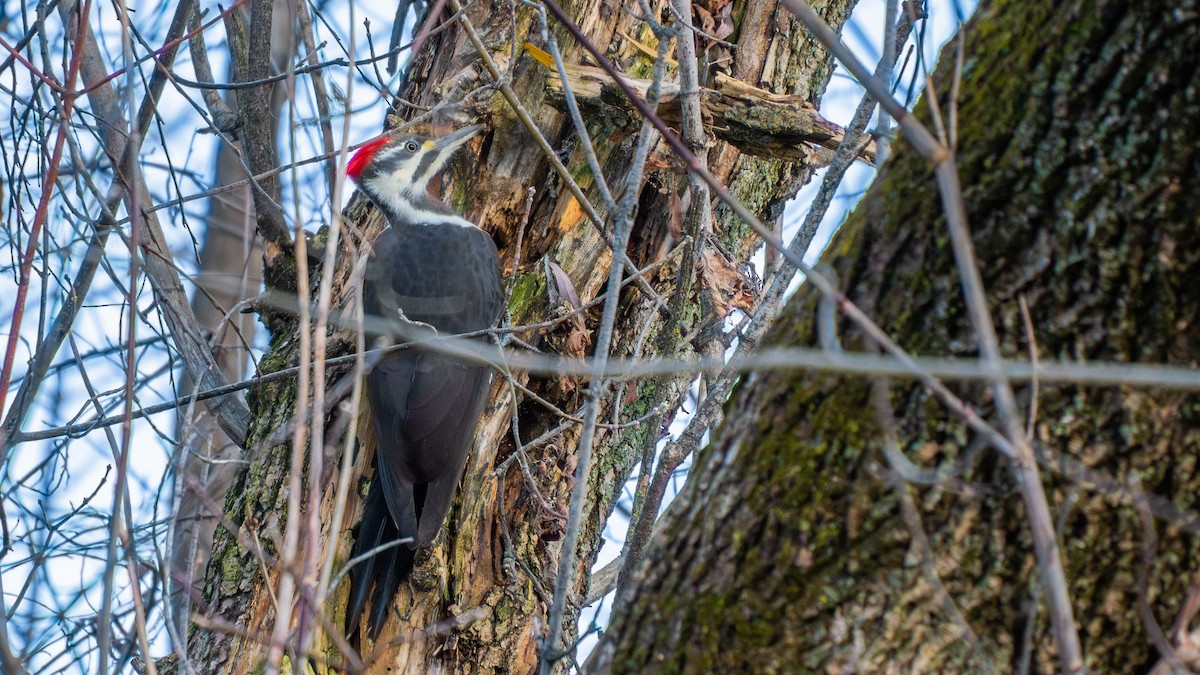 Хохлатая желна - ML644877628