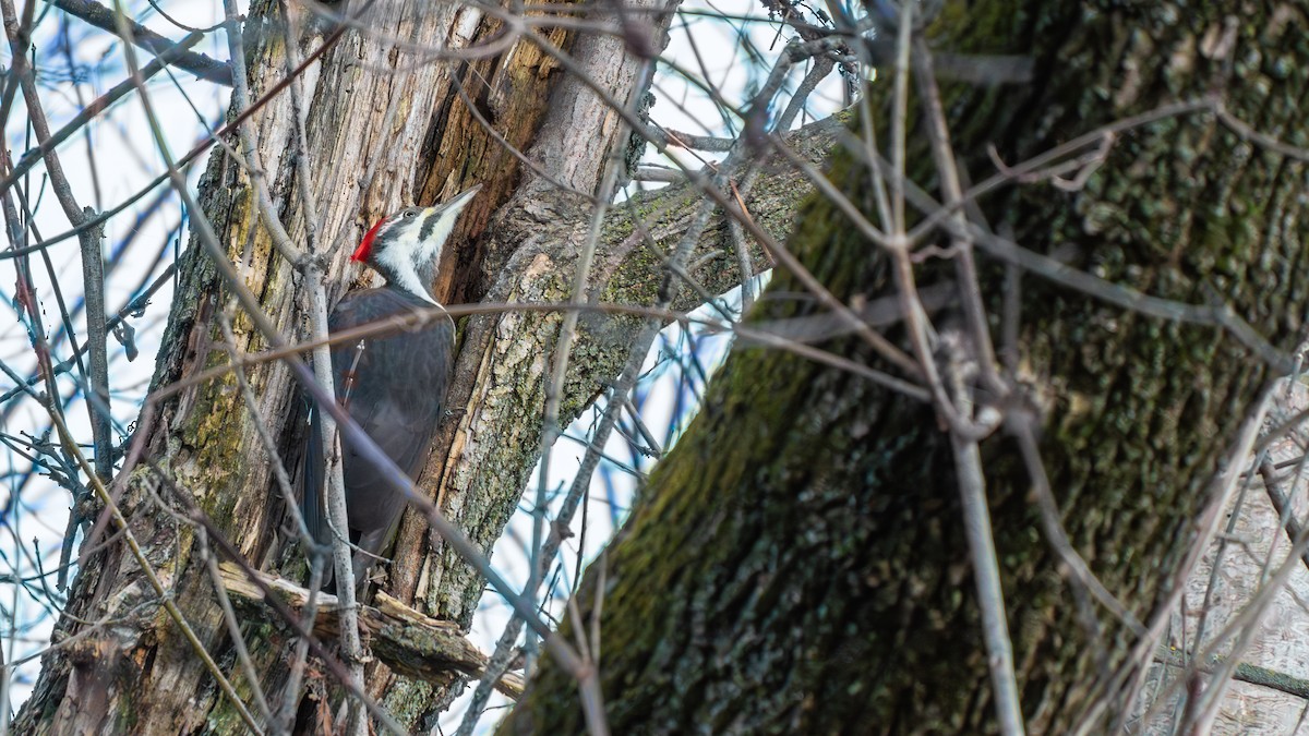 Хохлатая желна - ML644877629