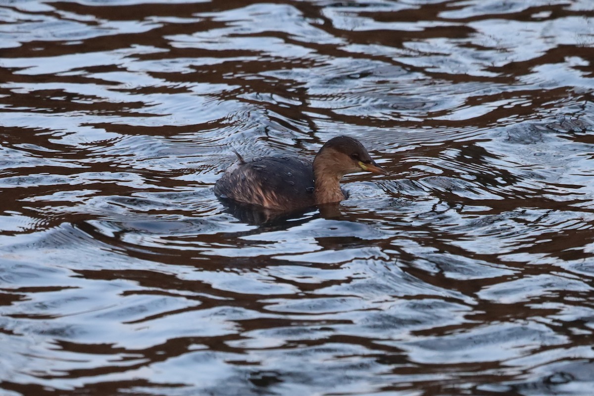 Малая поганка - ML644877630