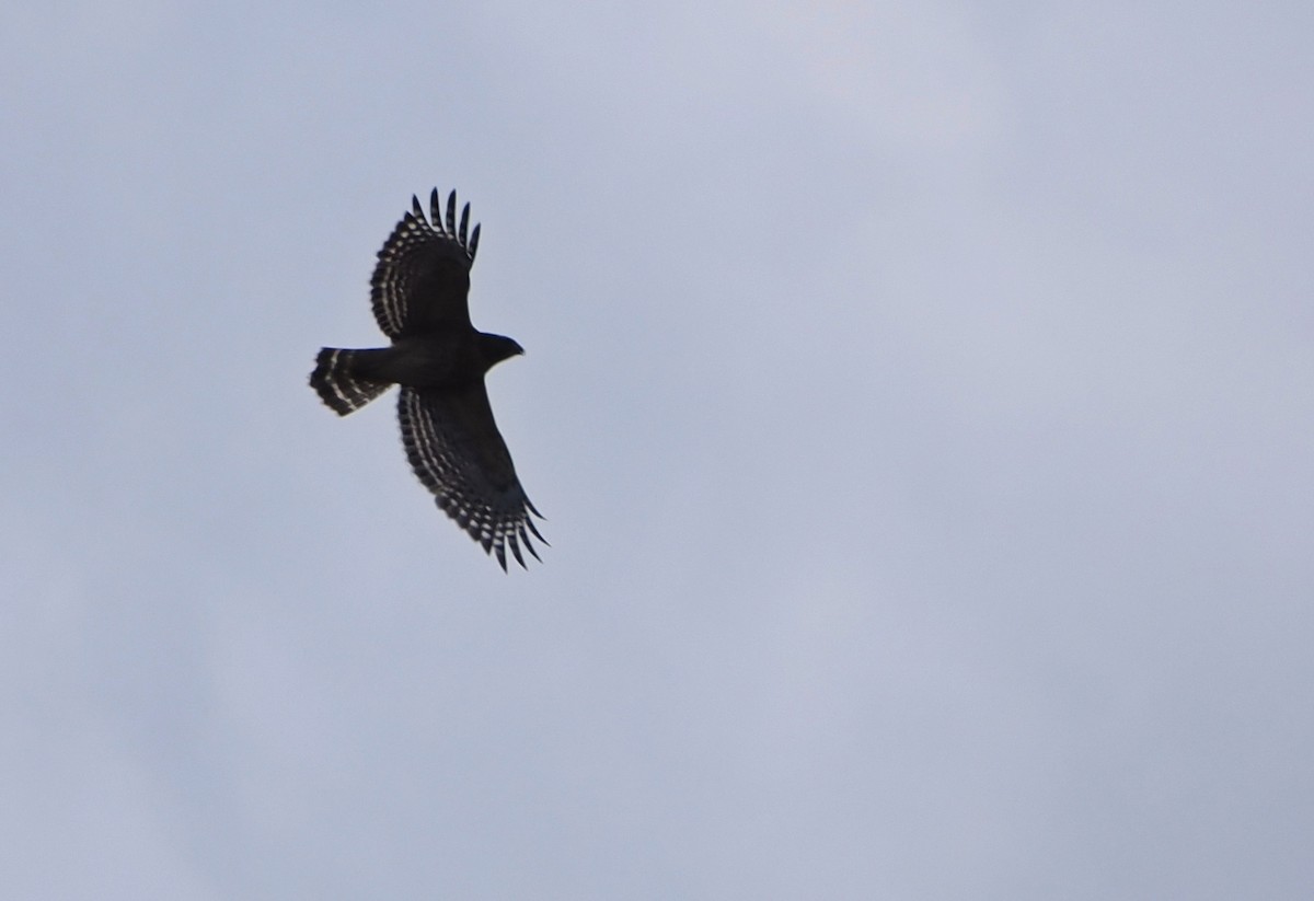 Красноплечий канюк - ML644877633