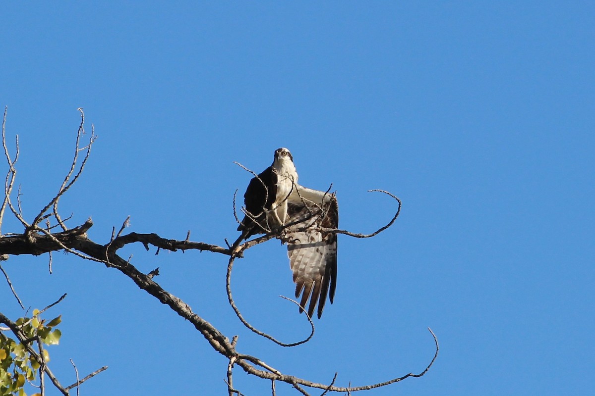 Скопа (carolinensis) - ML644877634
