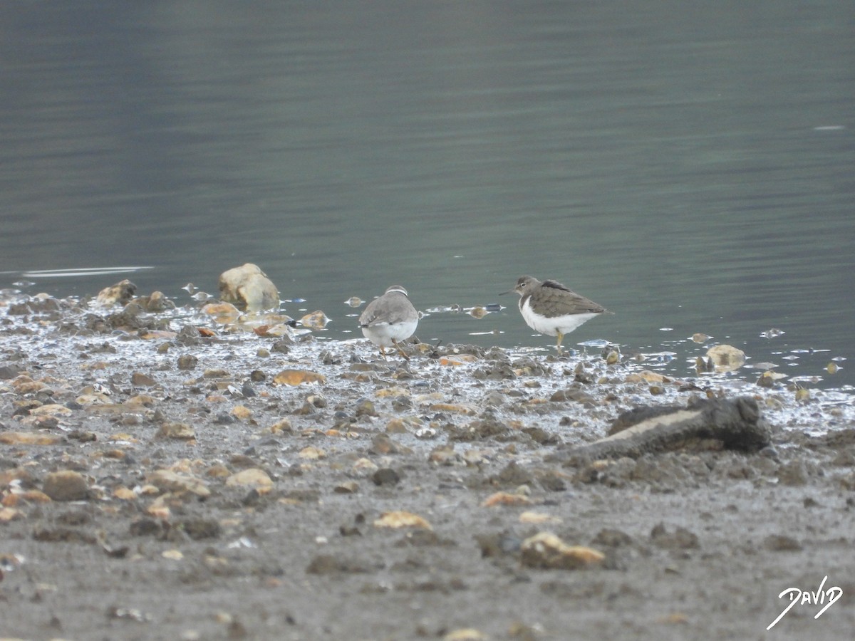 Перевозчик - ML644877638