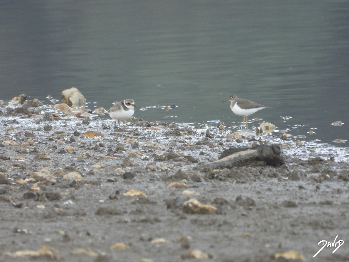 Перевозчик - ML644877639