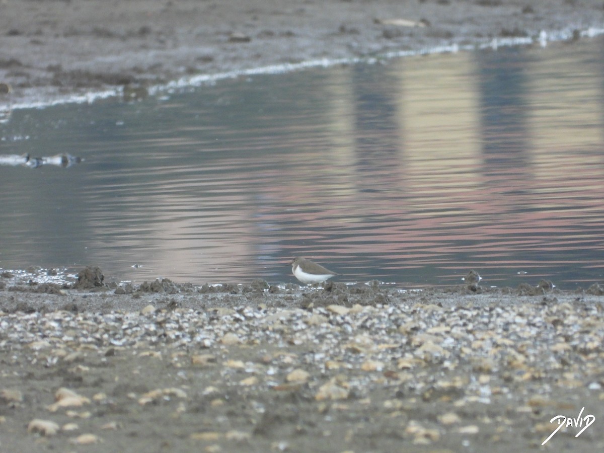 Перевозчик - ML644877640