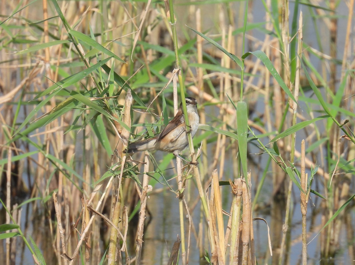 Тонкоклювая камышевка - ML644877641