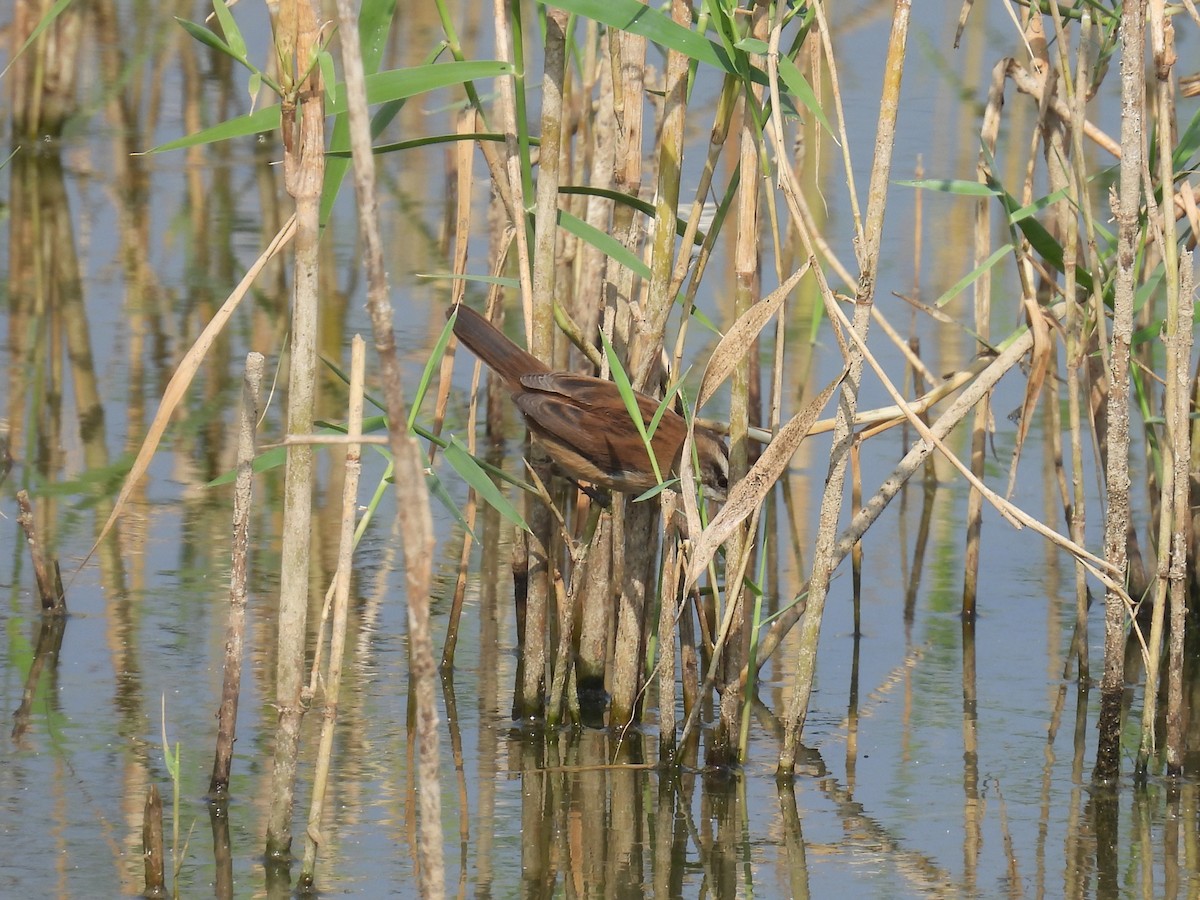 Тонкоклювая камышевка - ML644877642