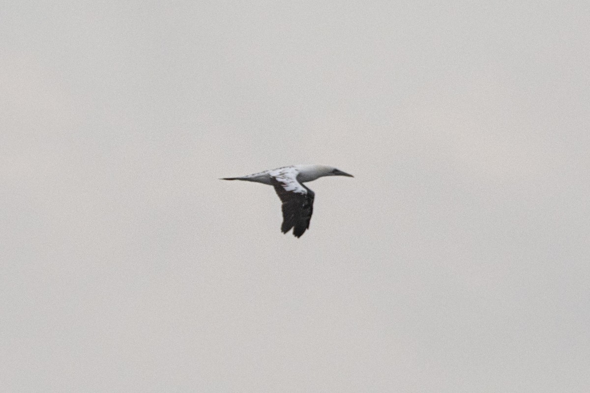 Alcatraz Atlántico - ML644877651