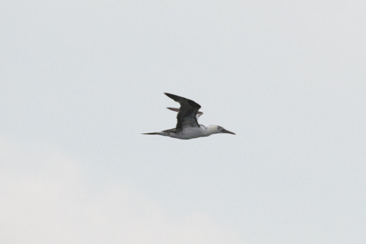 Alcatraz Atlántico - ML644877652