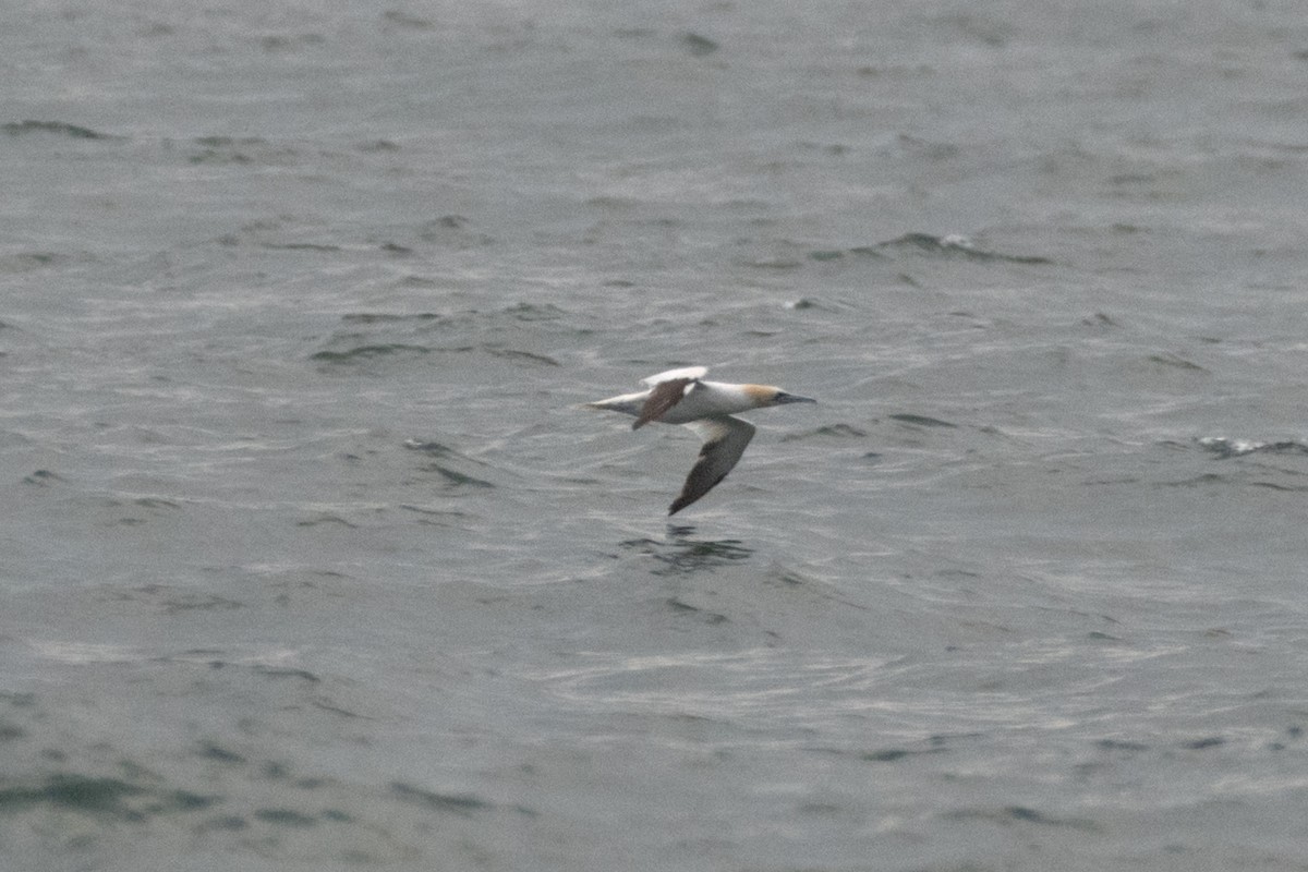 Alcatraz Atlántico - ML644877654