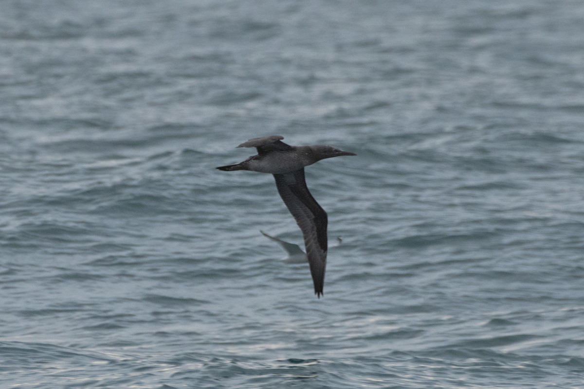 Alcatraz Atlántico - ML644877655