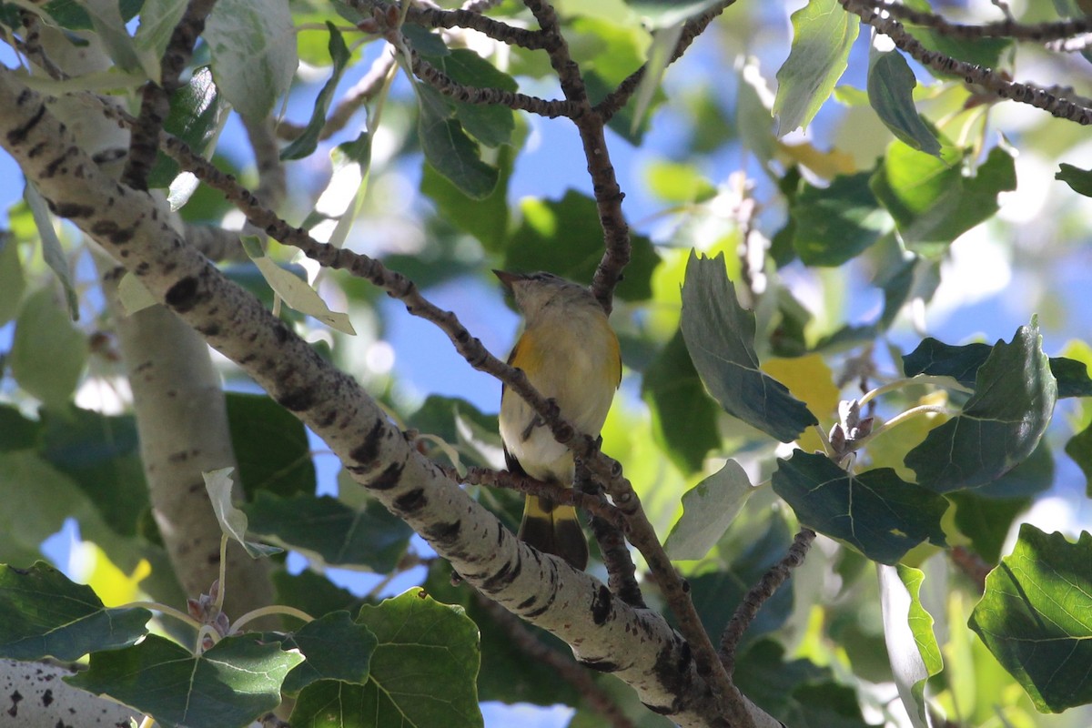 סבכון חכלילי - ML644877662
