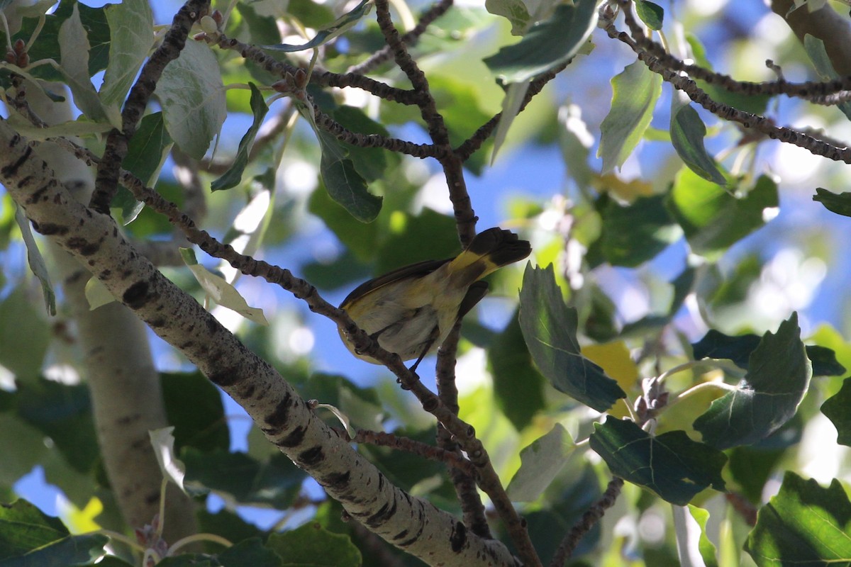 סבכון חכלילי - ML644877663