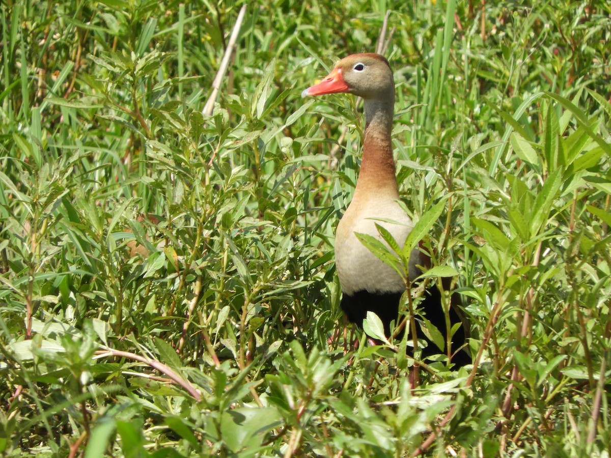 Свистач червонодзьобий - ML644877688