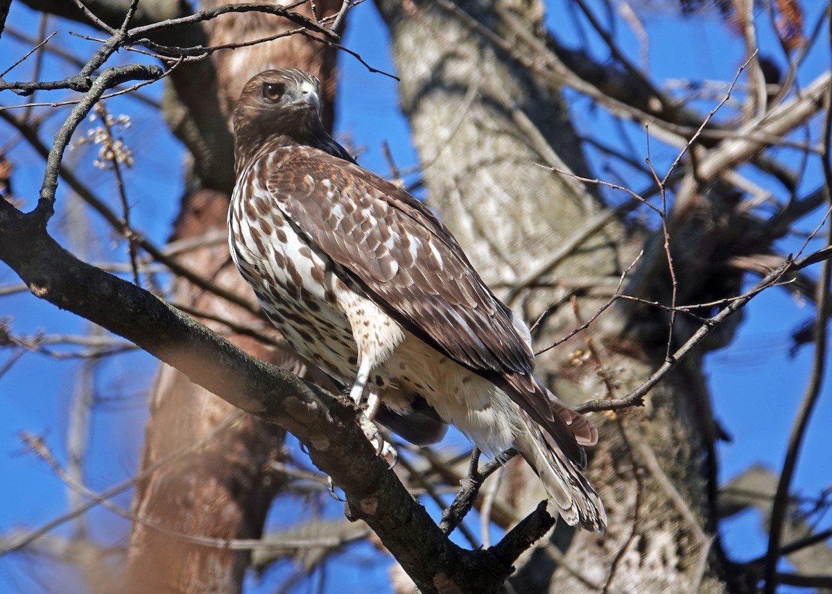 Red-shouldered Hawk - ML644877692